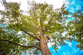 Professional Tree Services in Estell Manor, NJ