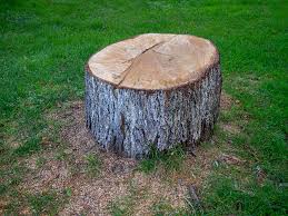 How Our Tree Care Process Works  in  Estell Manor, NJ